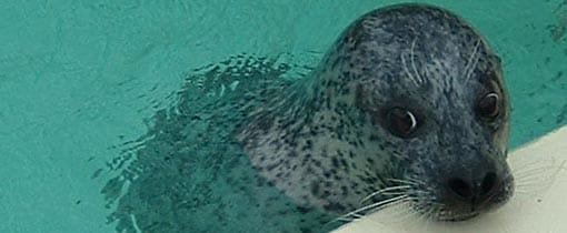 Zeehonden in Zeeland bij het voormalige werkeiland Neeltje Jans Zeehonden in Zeeland bij het voormalige werkeiland Neeltje Jans