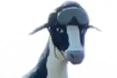 Koe in zijspan motor